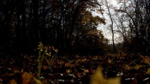 осенний лес.звуки живой природы