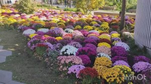 Парк Зарядье. Москва. Тысячи хризантем