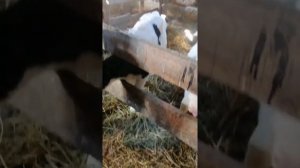 выращивание бычков начало...