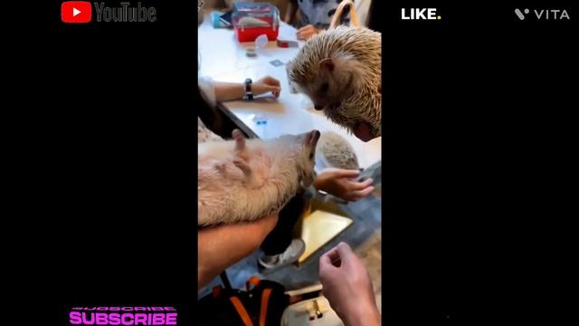 Cute & Sweet Animals Compilation  Videos (Part S)
