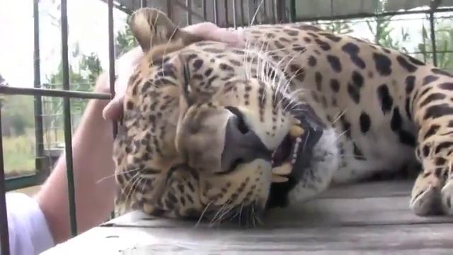 Леопард очень любиткогда его гладят  Leopard is very like being petted