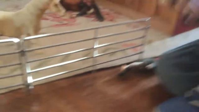 Mistysuns story |the farriers visit|apple tree farm смотреть онлайн