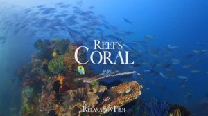 Coral Reefs 4K • Scenic Relaxation Film with Peaceful Relaxing Music and Video Ultra HD