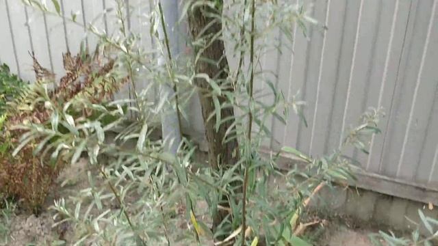 Генезис 4 смотреть онлайн