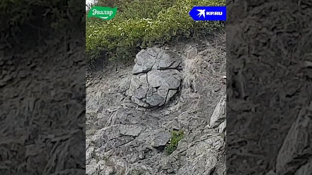 Дневник экспедиции к снежному барсу. День 1 #shorts смотреть онлайн