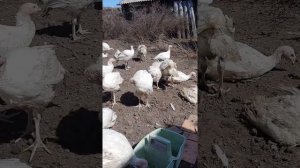 индюки хайбрид конвертер