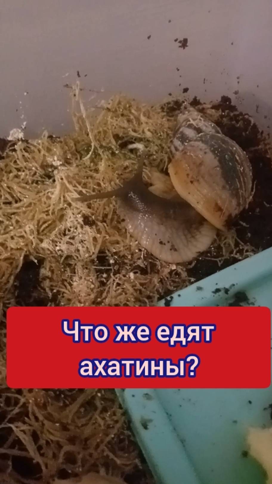 ЧТО ЕДЯТ И ПЬЮТ УЛИТКИ АХАТИНЫ