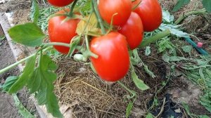 Сливка Бендрика красная