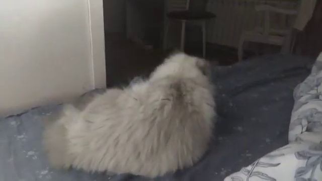 Бентли валяется