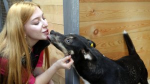 Открытие собачьего  приюта в Воронеже