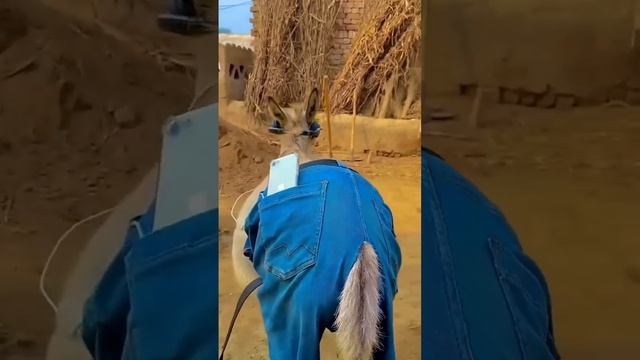 Рамазан слушает музыку 🤣
