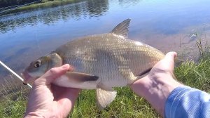 Ловля леща на реке Ахтуба. Тестируем прикормки ALLVEGA.