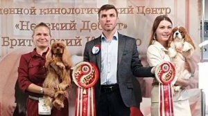 20.10.2024, СПб. Клуб "НЕВСКИЙ ДЕБЮТ". Монопородная выставка КАВАЛЕР КИНГ ЧАРЛЬЗ СПАНИЕЛЬ