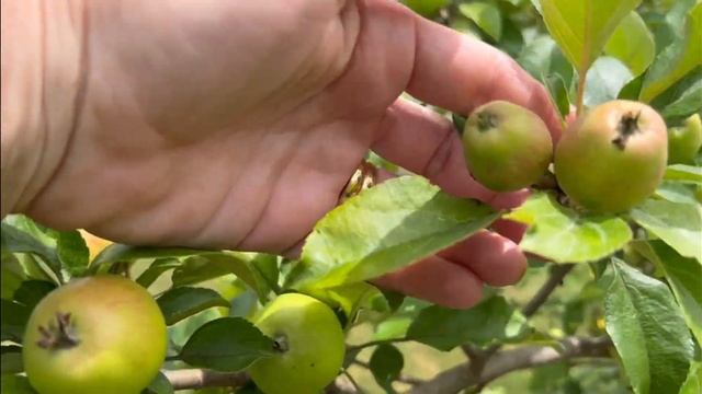 Why did I picked so many baby apples off my tree! смотреть онлайн