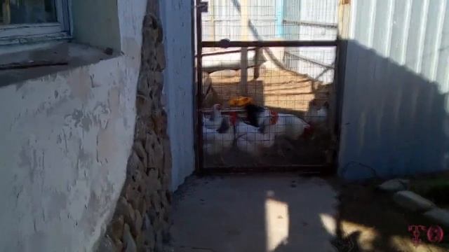 ПРОДОЛЖАЕМ ЗАНИМАТЬСЯ САДОМ, ВЕСНА 2020 смотреть онлайн