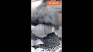 Живодеры пытались заживо сжечь в трубе щенка