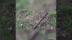 поиск металла возле тракторной бригады