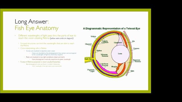 PHWFF Education Zoom Mtg 20 July 2021 смотреть онлайн