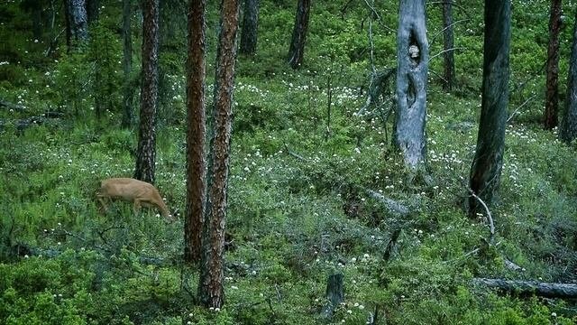 Косуля