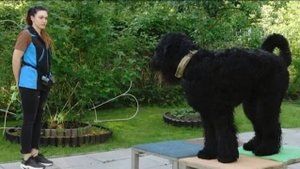 ДТ - 391. Умный, честный, преданный- безупречный русский черный терьер