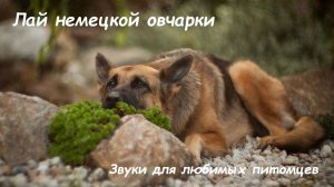 Лай немецкой овчарки. Звуки для любимых питомцев