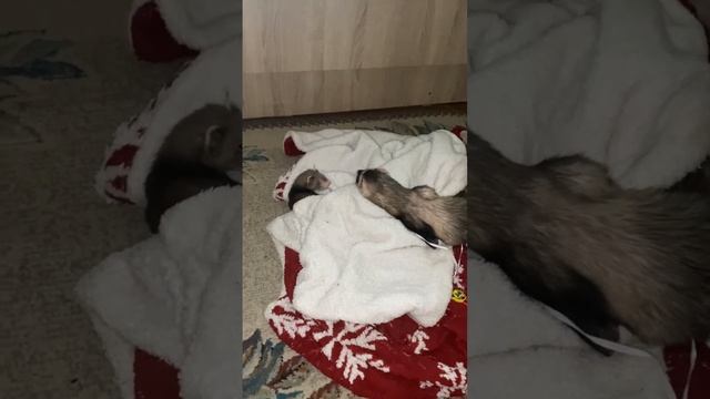 Веня и Сеня на чиле #хорек #хоректут #начиле