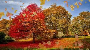 Музыкальный-клип. Кленовый лист Сил в мою Ладонь. Николай Караченцов- Кленов