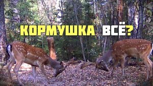 Кормушка всё?