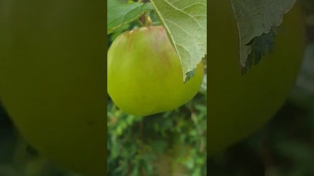 Apple tree full of apples #appletree #applecrop #forgetthefoodchains #growapples #organicfarming