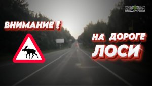 На дороге олени и лоси!