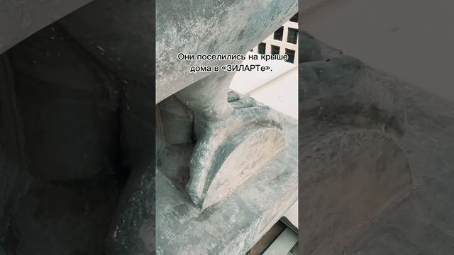 В Москве появились гигантские голуби!