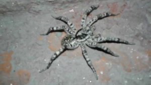 Домашний паук