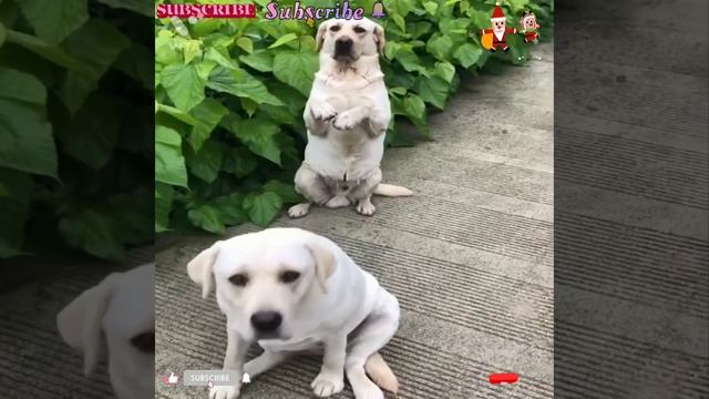 Naughty But Sweet Puppies