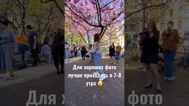 Сакура в Петербурге Где смотреть? #питер #спб #санктпетербург #путешествия