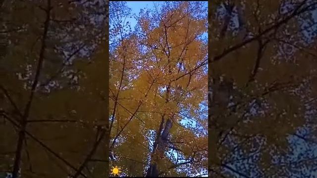 #Красота Осени 🍁 2024 октябрь