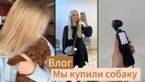Vlog: мы завели щенка той пудель / купила ту самую камеру DJl Osmo pocket 3 ✨