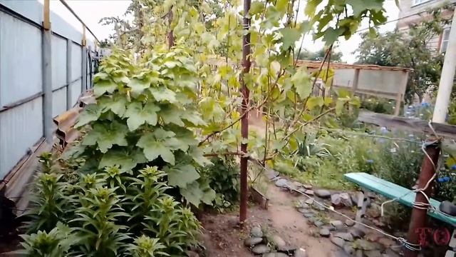 КОПТИМ СВЕЖЕПОЙМАННУЮ РЫБУ смотреть онлайн