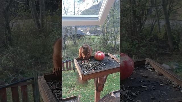 tom mat ekron han prøver eat Apple 🍎 🐿 men er så glad se på matmor 🐿 ❤❤ смотреть онлайн