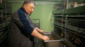 Травяная мука для кур-несушек