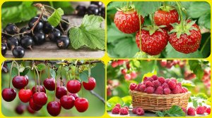 НЕ ВКУСНЫЕ Ягодные настойки на самогоне. ПОЧЕМУ ТАК БЫВАЕТ? Какие есть подводные камни.