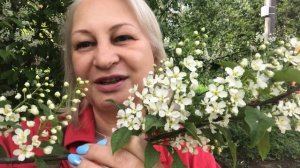 Расцвела черёмуха душистая!