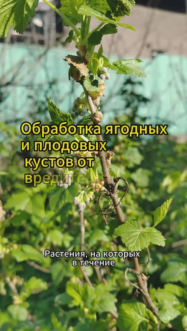 Обработка от вредителей осенью: ягодные и плодовые кустарники #shorts #вредители