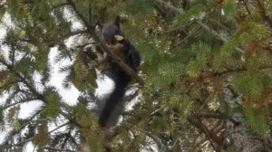 Белка поедает еловую шишку