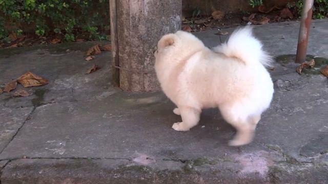 Seu Pet na Foto - Jack Moonwalker смотреть онлайн