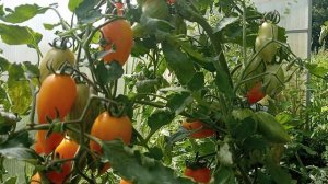 Сорт Сладкий крем