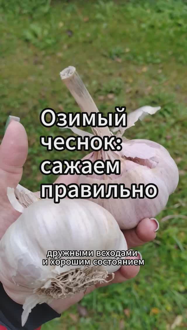 Озимый чеснок: правильная посадка озимого чеснока #чеснок #shorts