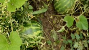 Арбуз в Подмосковье 2021