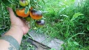 Бьюти кинг р 20