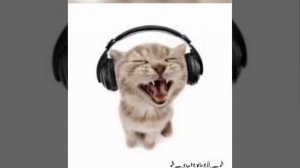 мяу мяу