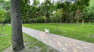 Видео на айфон 11. Как снимает Камера айфон 11. #Киев, сырецкий парк Kyiv Ukraine